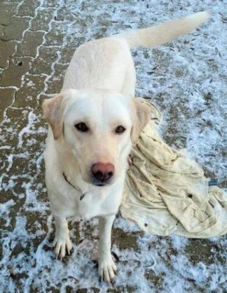 PAMUK wurde im Stich gelassen