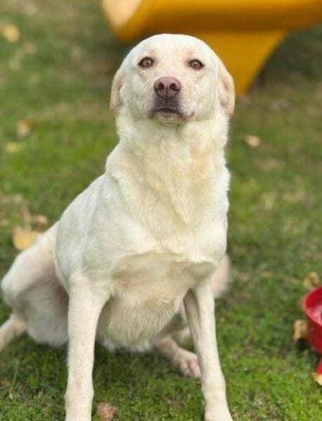 PAMUK wurde im Stich gelassen