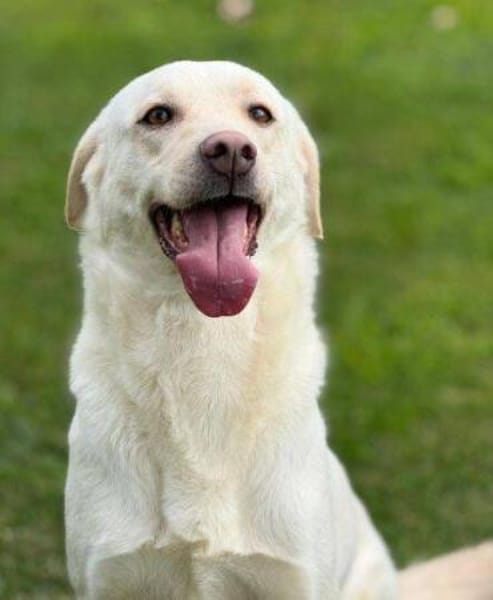 PAMUK wurde im Stich gelassen