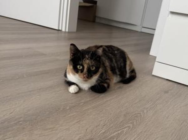 Verschmuste FLORA & KICZA suchen zuhause