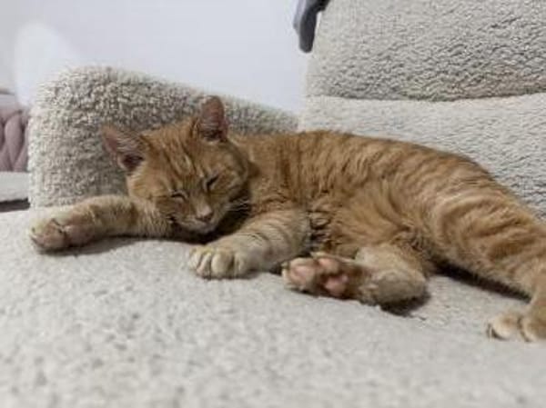 Verschmuste FLORA & KICZA suchen zuhause