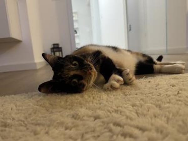 Verschmuste FLORA & KICZA suchen zuhause