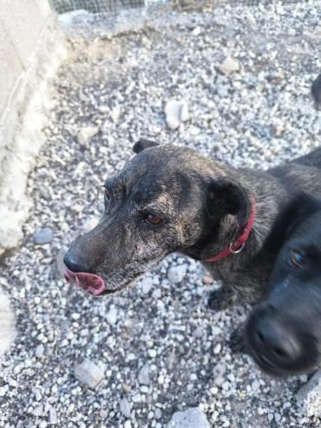 Caty ist eine Seele von Hund