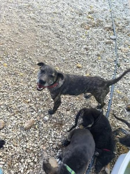 Caty ist eine Seele von Hund