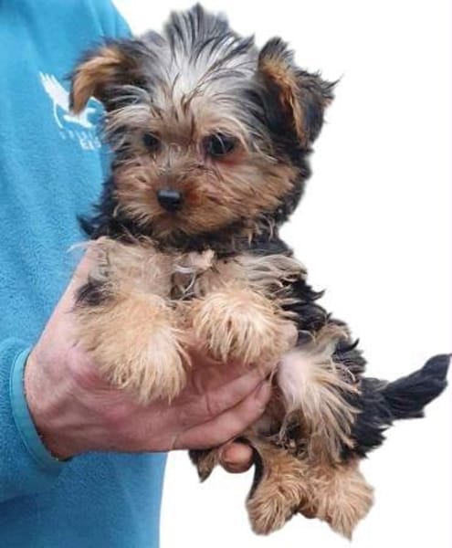 SAVANNAH - Zwerg sucht ein zuhause