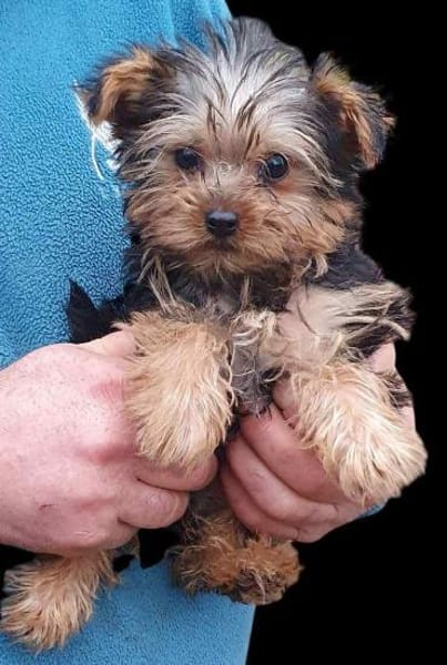 SAVANNAH - Zwerg sucht ein zuhause