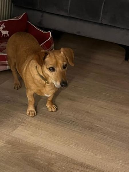 Ginger - auf Pflegestelle in Reichshof