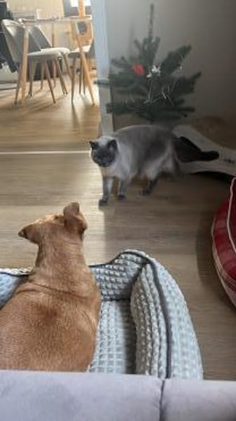 Ginger - auf Pflegestelle in Reichshof