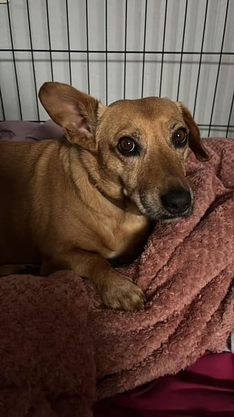 Ginger - auf Pflegestelle in Reichshof