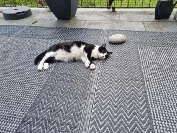 Schüchterne Dunia in FFM (ALM)