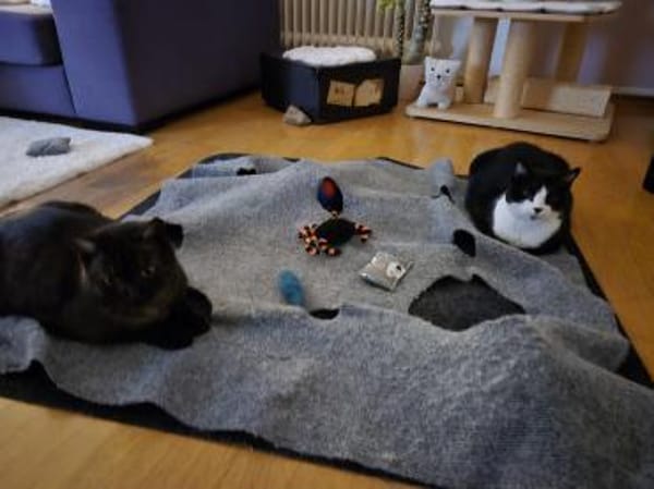 Schüchterne Dunia in FFM (ALM)