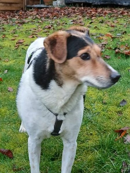 Pepper - auf Pflegestelle in Birnbach