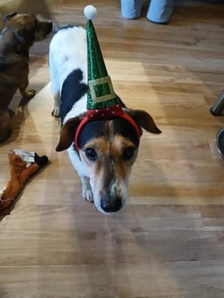 Pepper - auf Pflegestelle in Birnbach