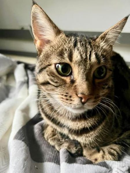 Katerschönheit Yoshi sucht neues Glück