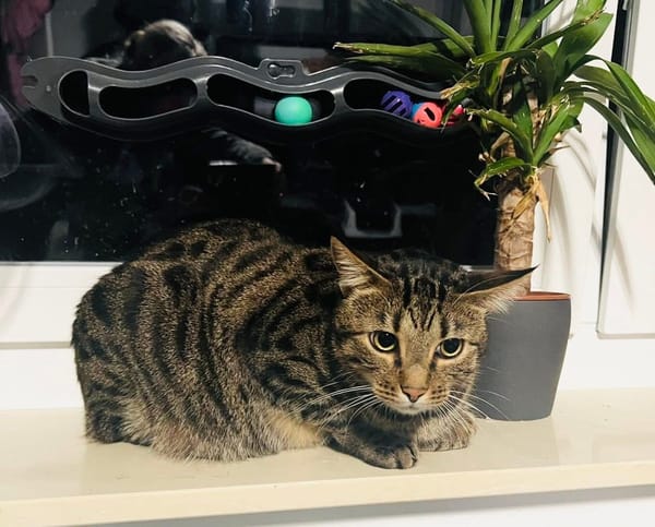 Katerschönheit Yoshi sucht neues Glück