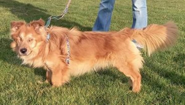 Der liebe Zorro, happy trotz Handicap