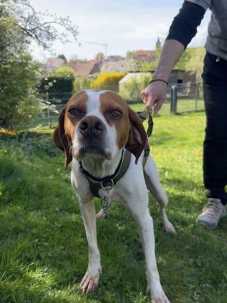 Lotta aktive Pointer Mischling Hündin