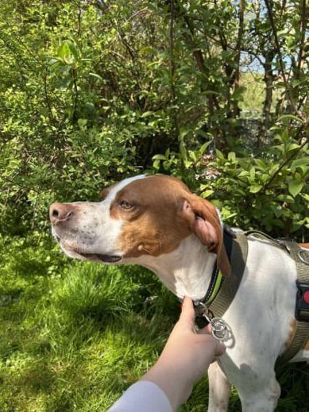 Lotta aktive Pointer Mischling Hündin