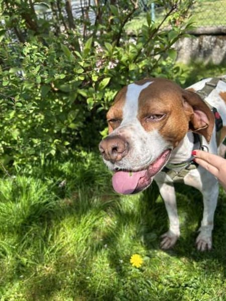 Lotta aktive Pointer Mischling Hündin