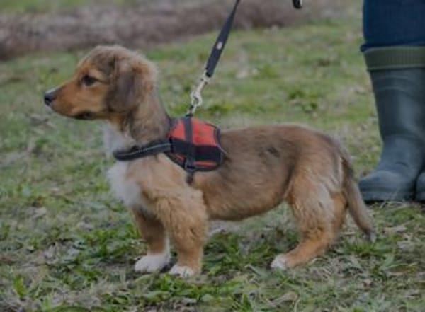 Entzückende Rozy sucht liebevolles zu Ha
