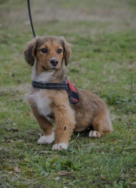 Entzückende Rozy sucht liebevolles zu Ha