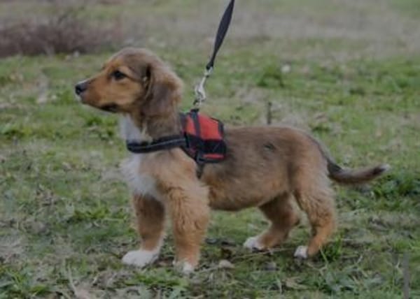 Entzückende Rozy sucht liebevolles zu Ha