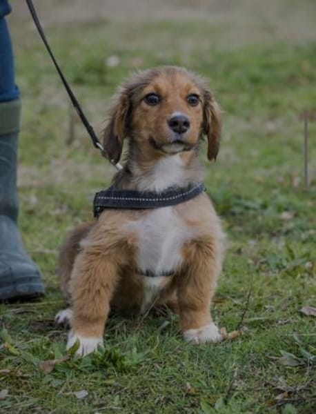 Entzückende Rozy sucht liebevolles zu Ha