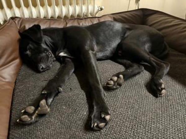 Jules Mischling Rüde Junghund sucht Heim