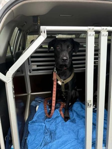 Jules Mischling Rüde Junghund sucht Heim