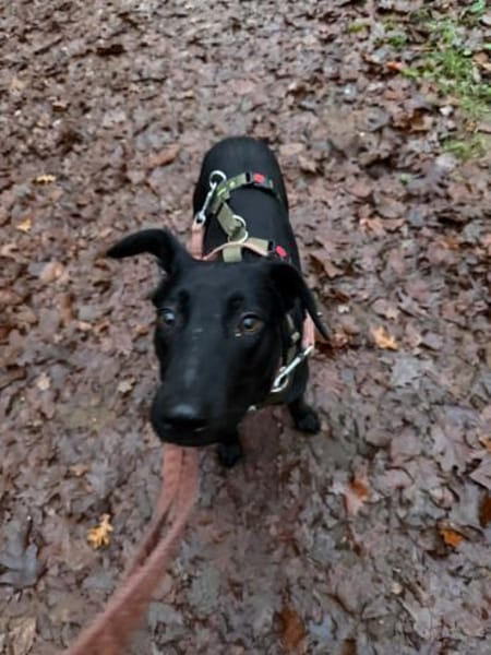 Jules Mischling Rüde Junghund sucht Heim