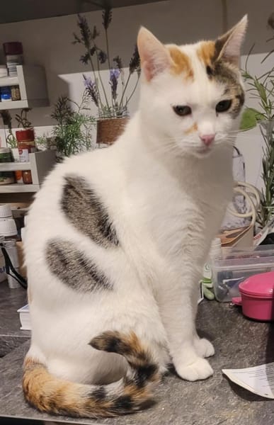 Liebe Fleki (FIV) sucht ein Zuhause