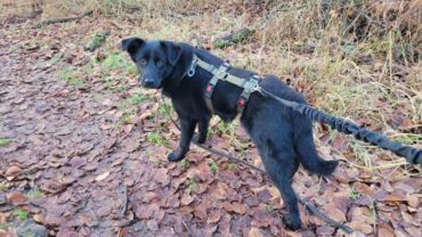 junger Levin wartet in Frankfurt .....