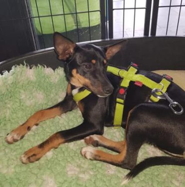 Blacky4 sucht ein Zuhause