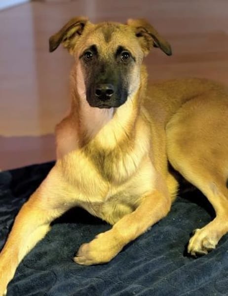 Bosko ein Traumwesen