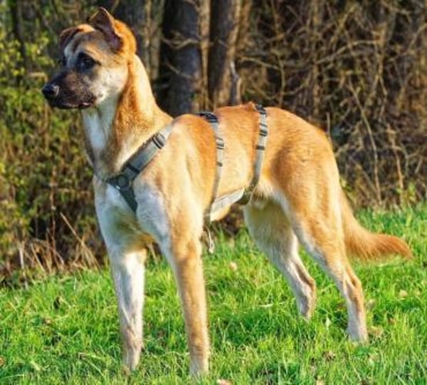 Bosko ein Traumwesen