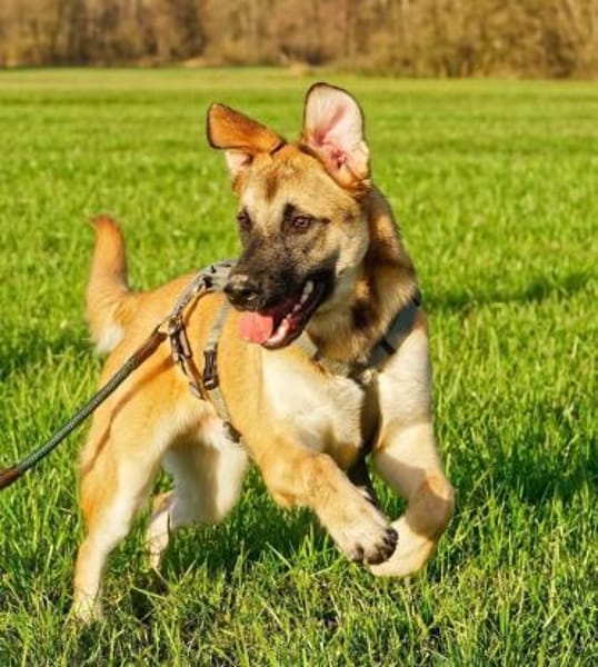 Bosko ein Traumwesen