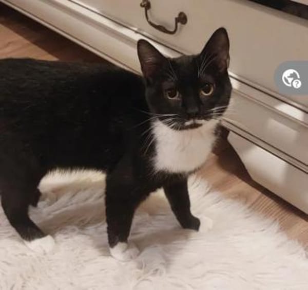 Bonnie Freundliches Katzenmädel