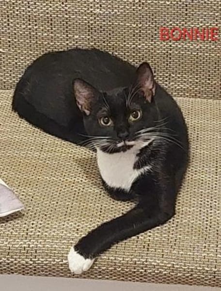 Bonnie Freundliches Katzenmädel