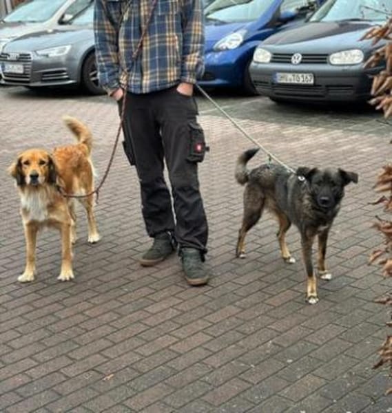 Daliya - Familienhund in Ausbildung