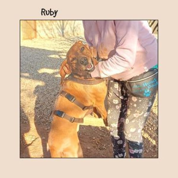 Katzenverträgliche Vizsla Mix Hündin :-)