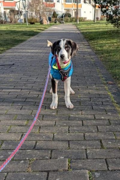 Luzy freundliche Hündin sucht Zuhause❤