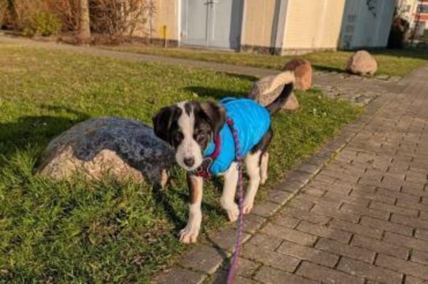 Luzy freundliche Hündin sucht Zuhause❤