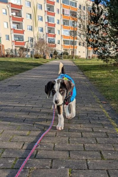 Luzy freundliche Hündin sucht Zuhause❤