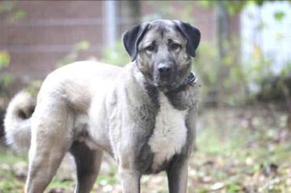 Duman sucht ein erfahrenes Zuhause