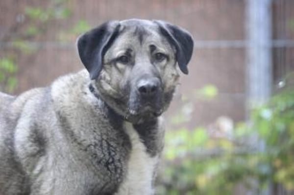 Duman sucht ein erfahrenes Zuhause