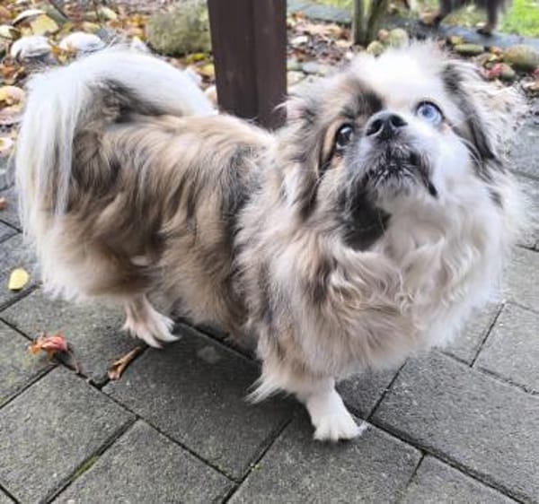 Dundee in 59329 Wadersloh