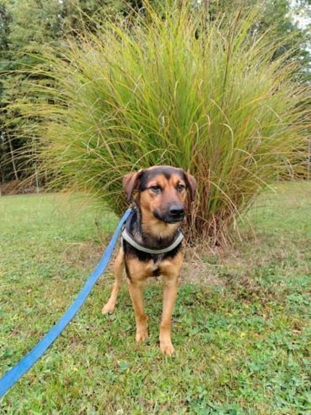 Ravi Mischling Rüde Junghund sucht Heim