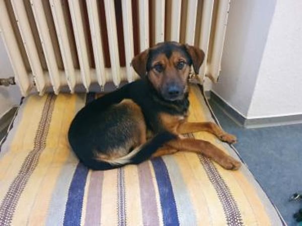 Ravi Mischling Rüde Junghund sucht Heim