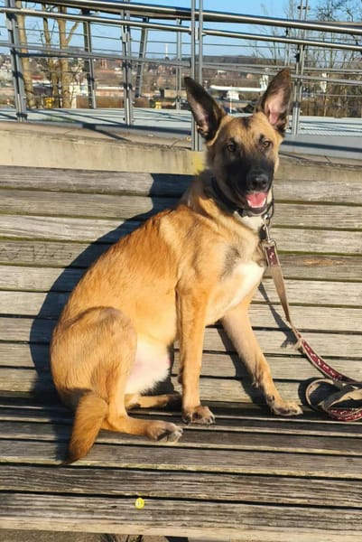 Bongo Malinois Mischling Rüde jung aktiv