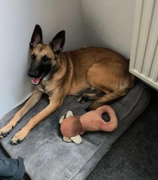 Bongo Malinois Mischling Rüde jung aktiv